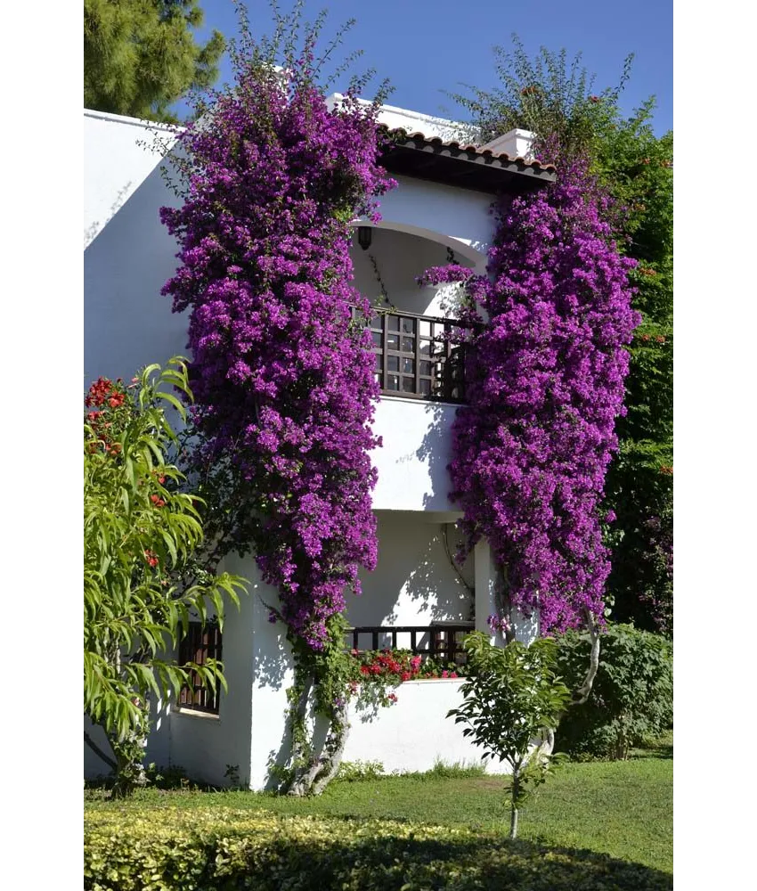 Emelda Sun Club 5*-5