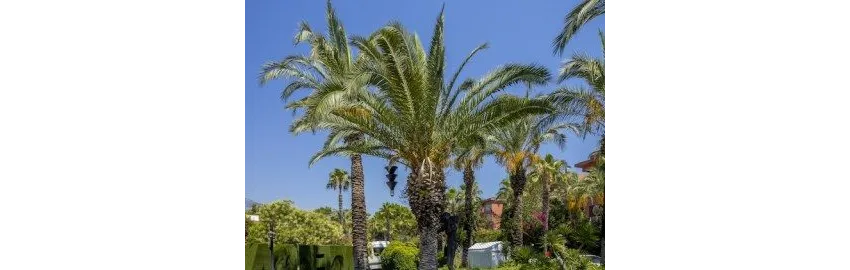 Emelda Sun Club 5*-20