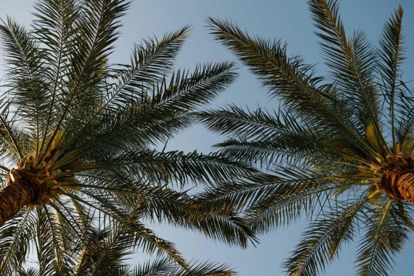 BARON PALMS (ADULTS ONLY 16+)  5*-26