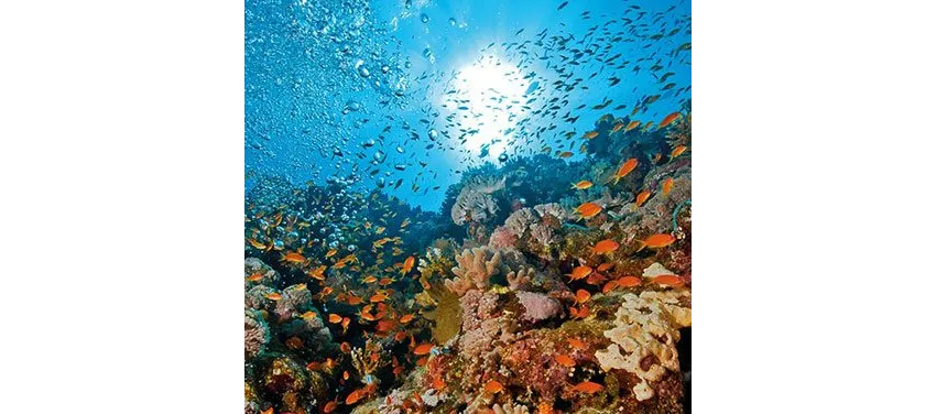 Radisson Blu Resort El Quseir ex SAS 5*-8