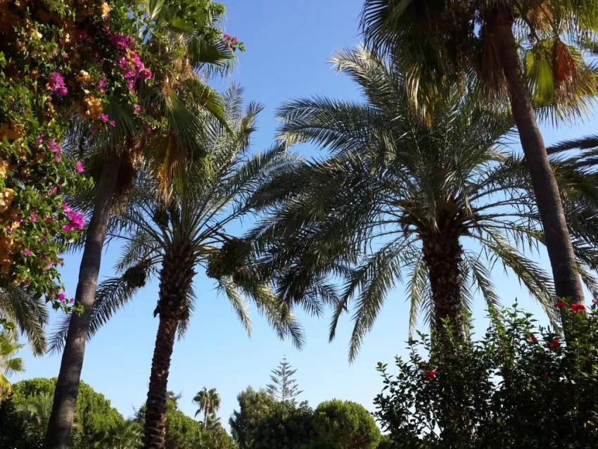 CLUB TURTAS BEACH  4*-26