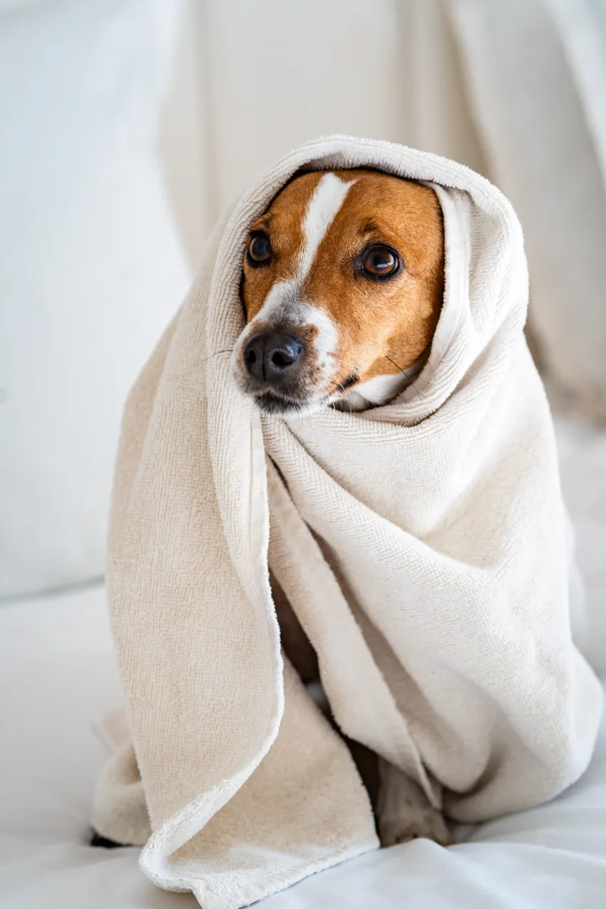 Golden Tulip President Hammamet 4*-13