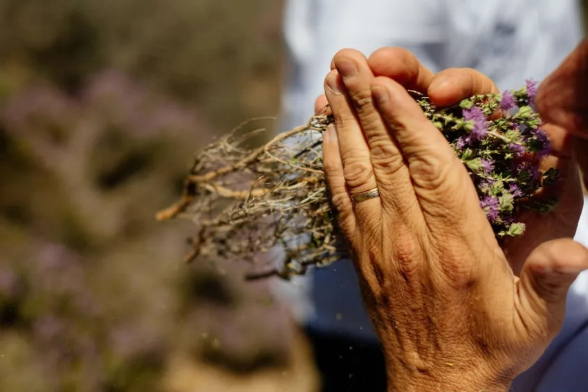 Paralos Irini Mare 4*-155