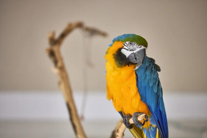 Son Sant Jordi Boutique House 4*-8