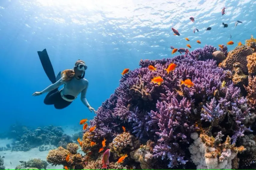 ALBATROS SHARM RESORT  4*-118