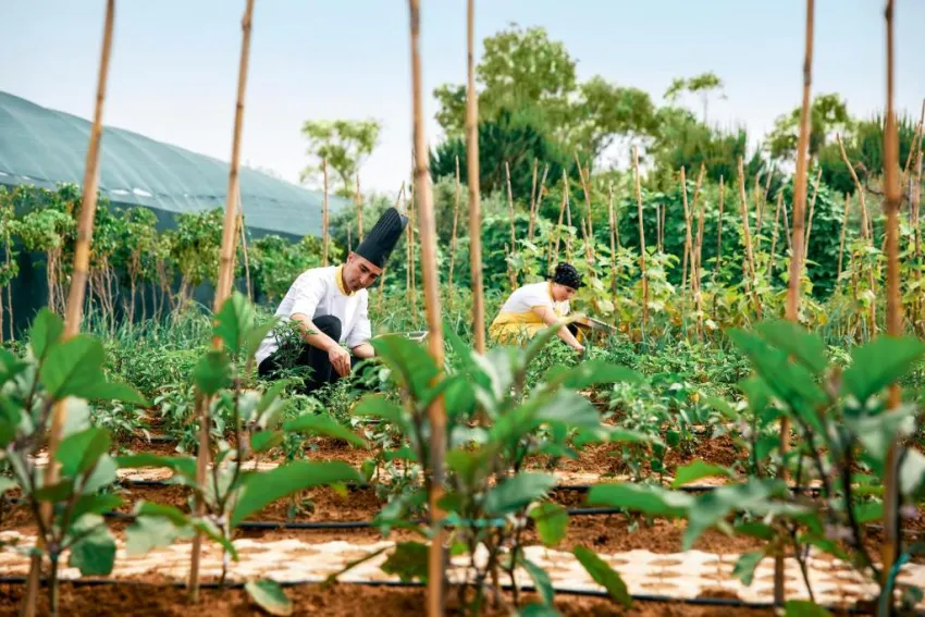 JACARANDA LUXURY RESORT  5*-70