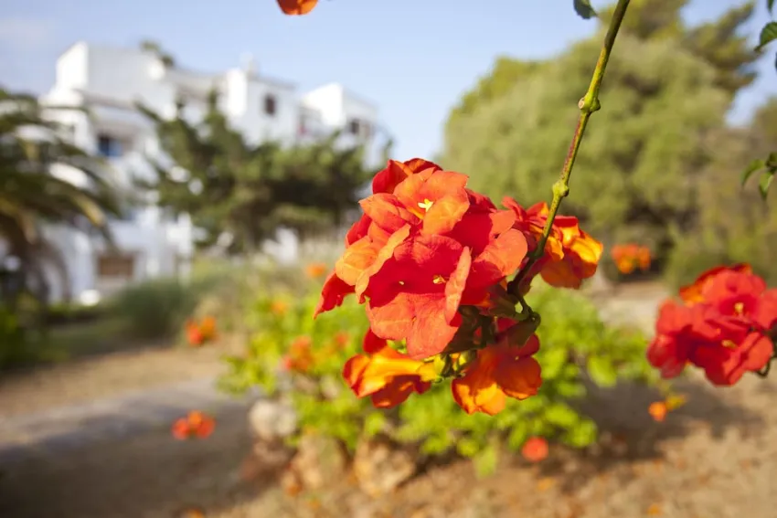 Europa Apartments 2*-25