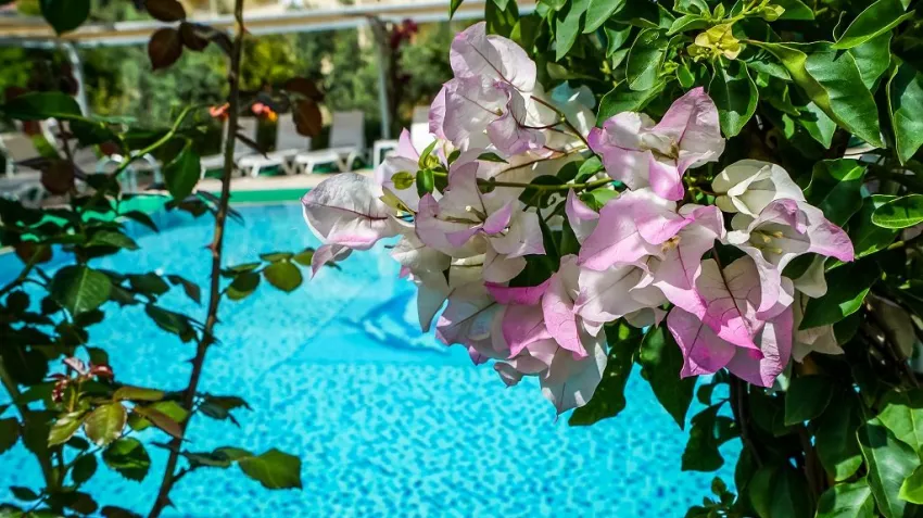 Cats Garden Hotel 3*-5