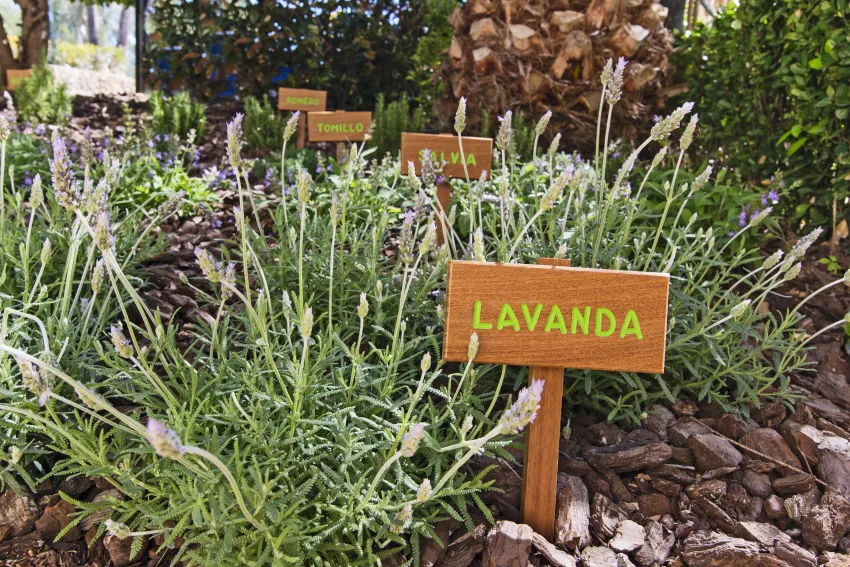 Lindner Hotel Mallorca Portals Nous 4*-115