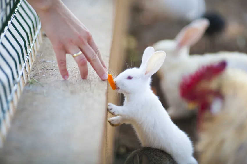 Club Hotel Turan Prince World 5*-83