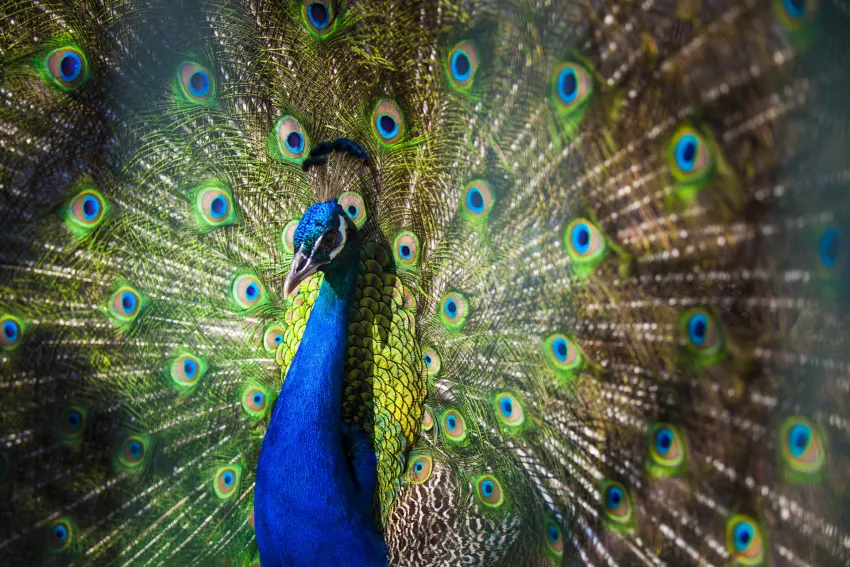 Club Hotel Turan Prince World 5*-78