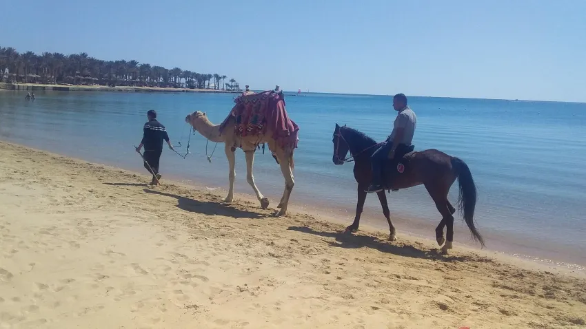 Palm Royale Soma Bay Resort 5*-382