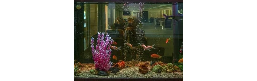 Dg Hotels Rose Resort 4*-20
