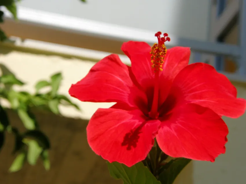 Memphis Beach Hotel 3*-1