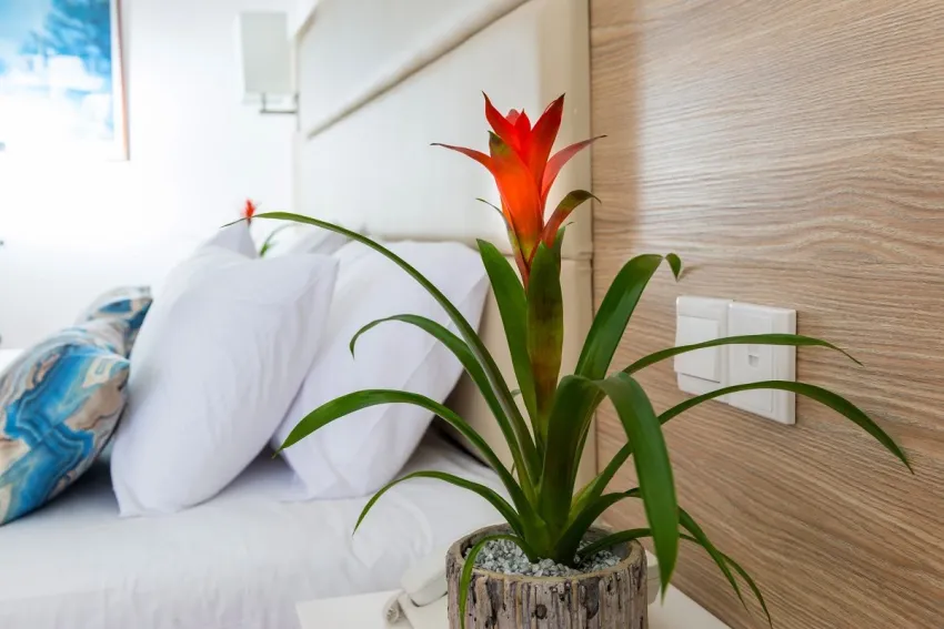 Ascos Coral Beach Hotel 4*-9