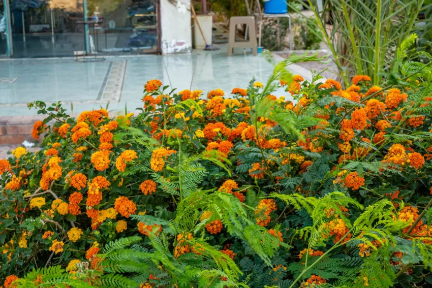 Magic Beach Hotel 4*-15