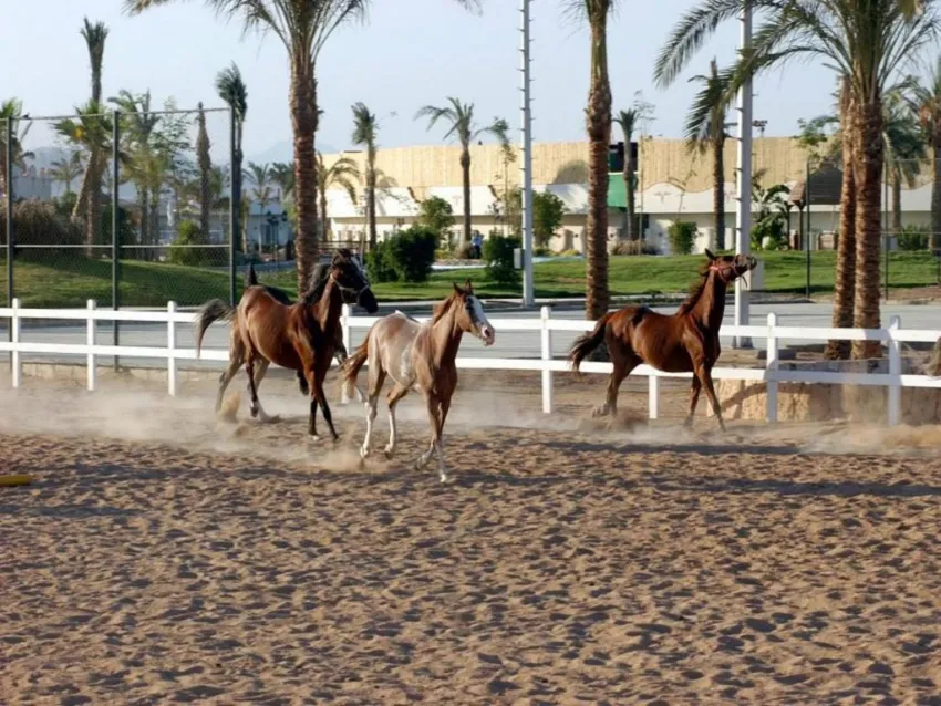 Concorde El Salam Hotel Sport 5*-4