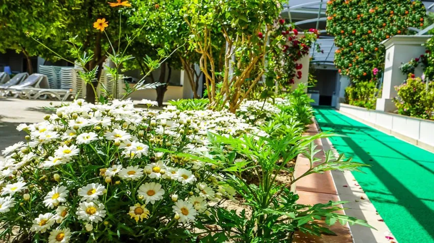 Cats Garden Hotel 3*-4