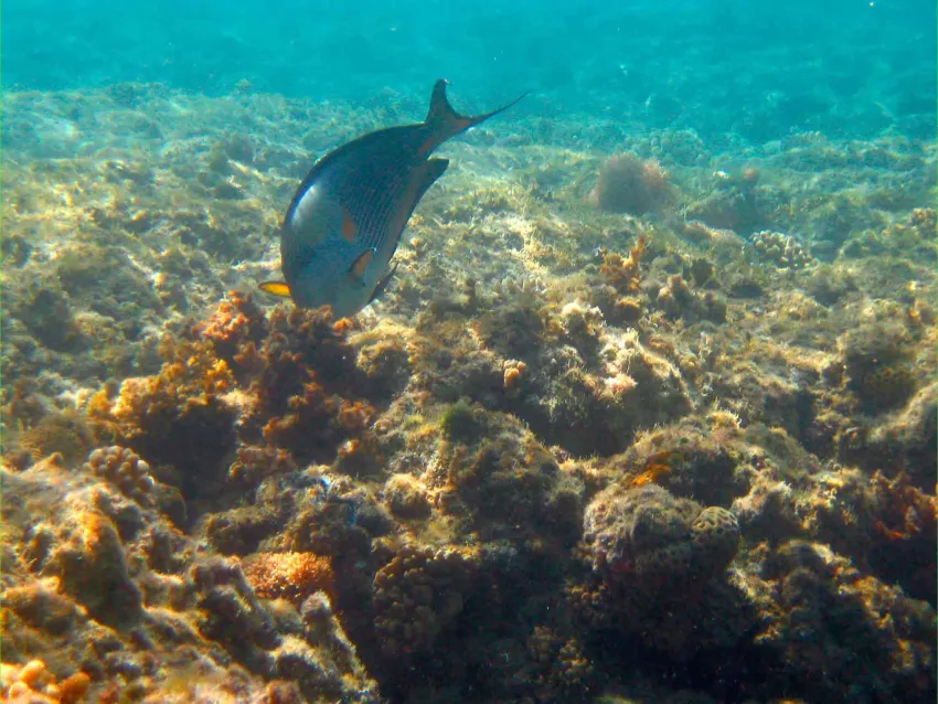 Mercure Hurghada Hotel 4*-252