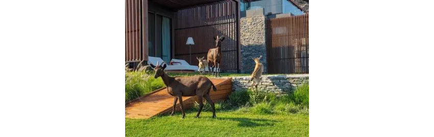 Maxx Royal Kemer Resort 5*-23