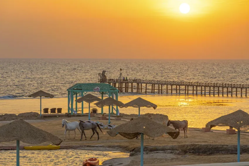 Swissotel Resort El Quseir EX Radisson Blu Resort El Quseir ex SAS 5*-184