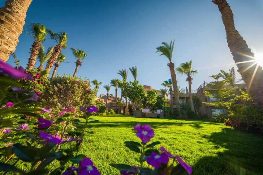 ananea Hurghada 5*-4