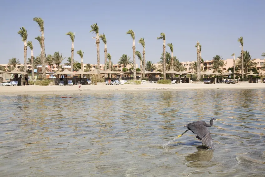 Blend Elphistone Resort Marsa Alam 4*-6