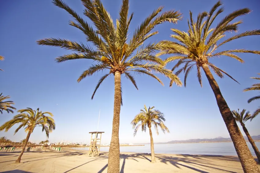 MLL Palma Bay Club Resort 3*-82