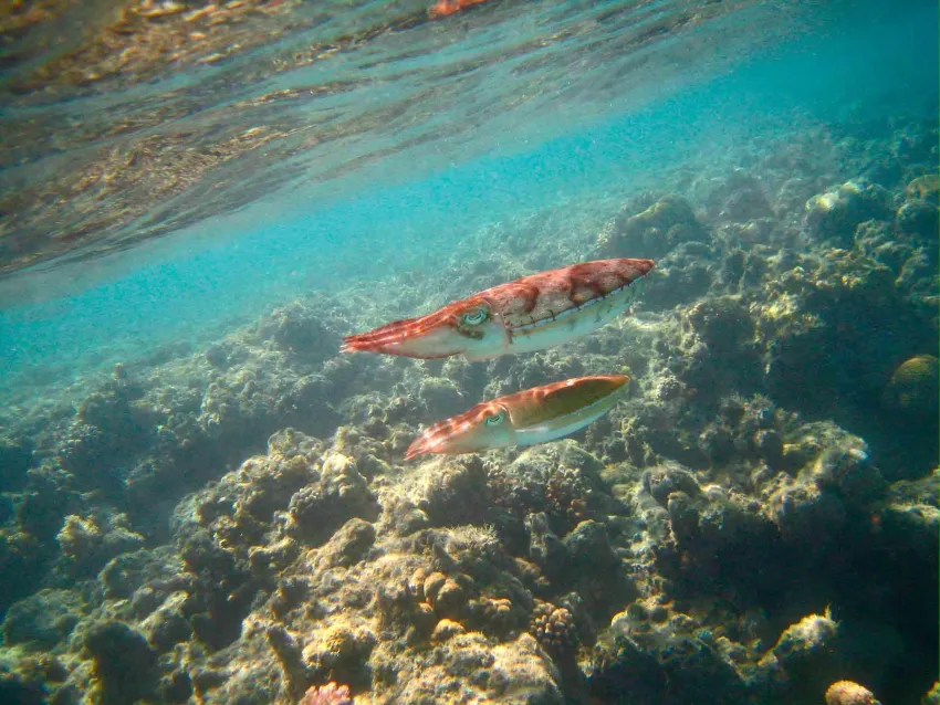 Mercure Hurghada Hotel 4*-274