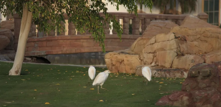 Palm Royale Soma Bay Resort 5*-6