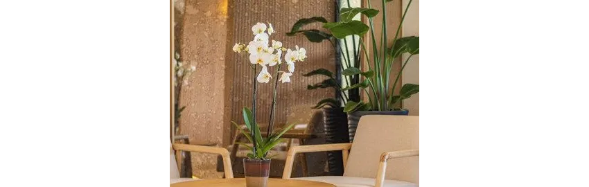 Heritage By Cimen Hotel (Ex. Cimen Otel) 3*-4