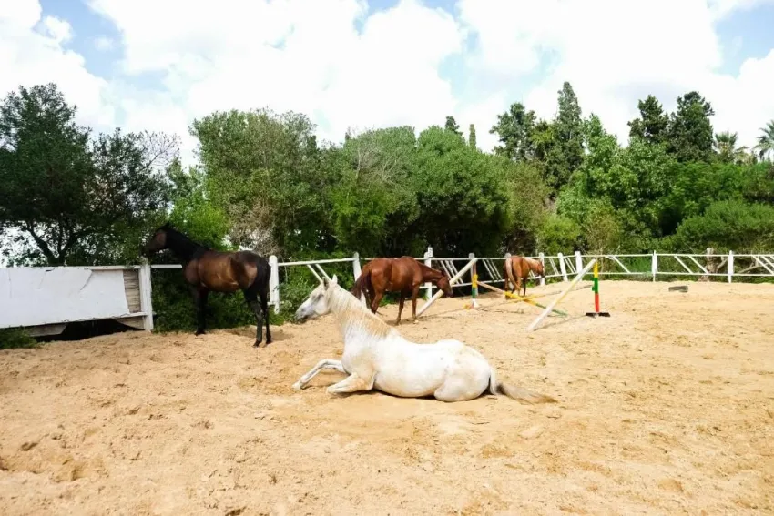 THE ORANGERS BEACH RESORT & BUNGALOWS  4*-9