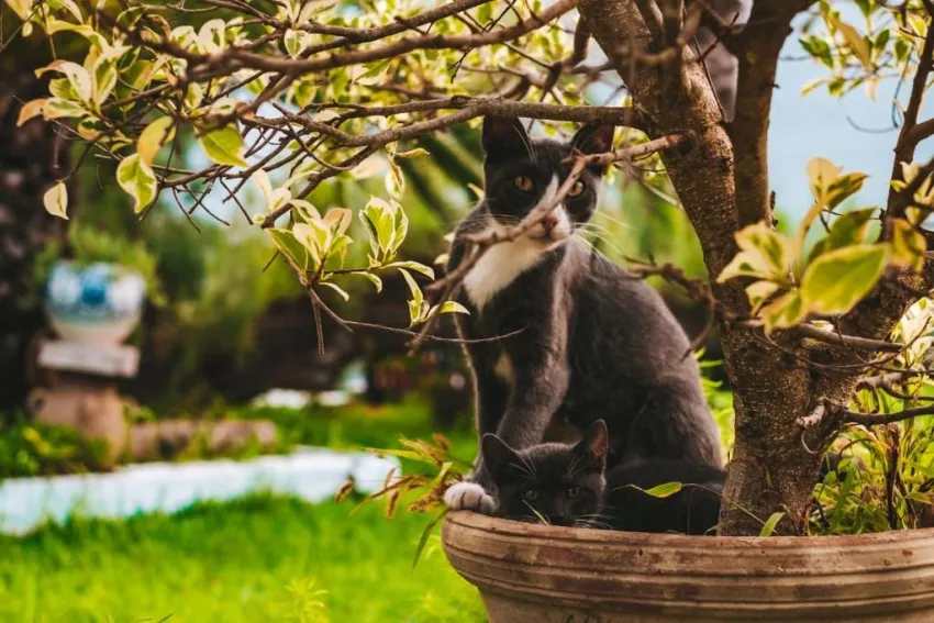 THE ORANGERS BEACH RESORT & BUNGALOWS  4*-4