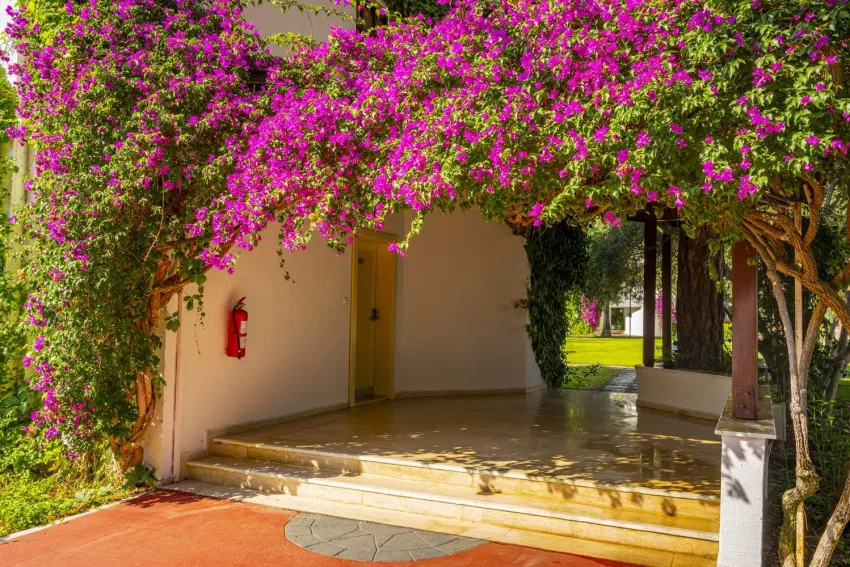 Emelda Sun Club 5*-6