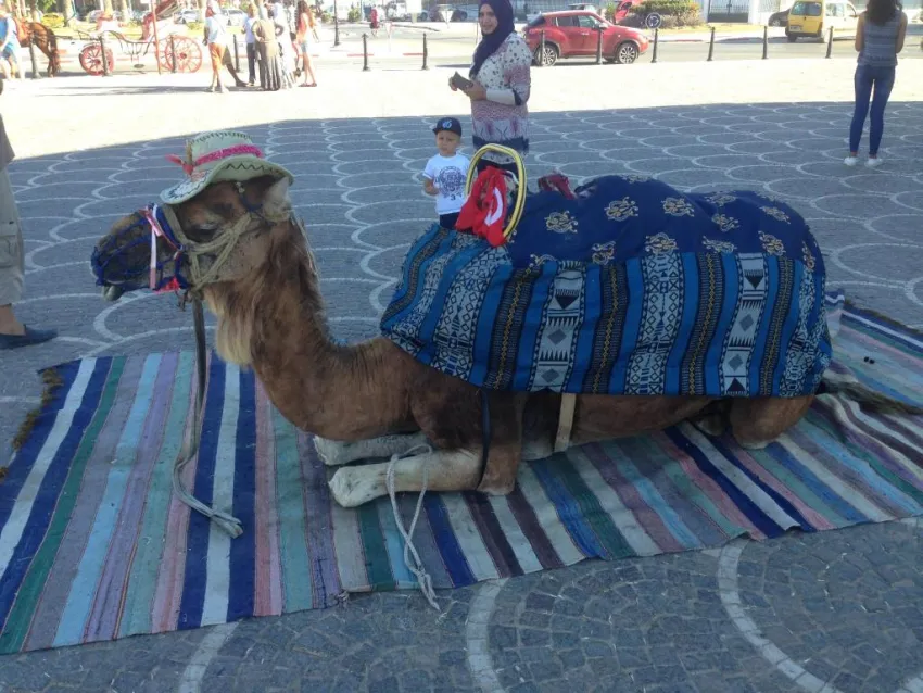 El Mouradi Skanes 4*-45