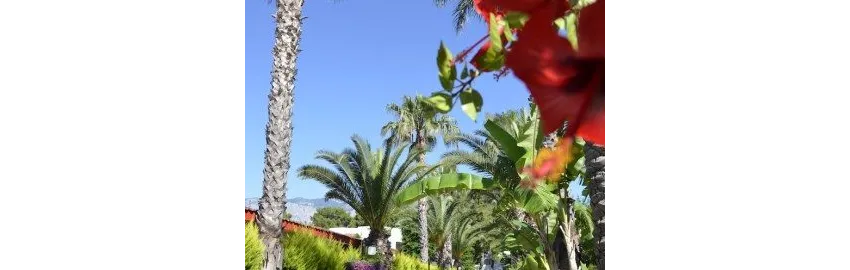 Emelda Sun Club 5*-26