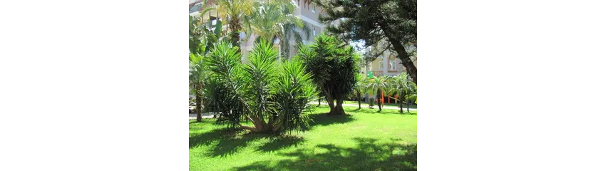 Side Village Hotel 4*-14