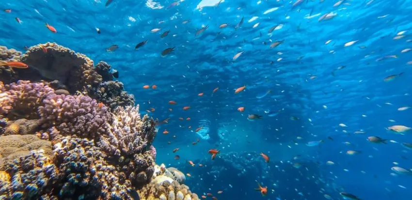 CLUB FARAANA REEF  4*-58