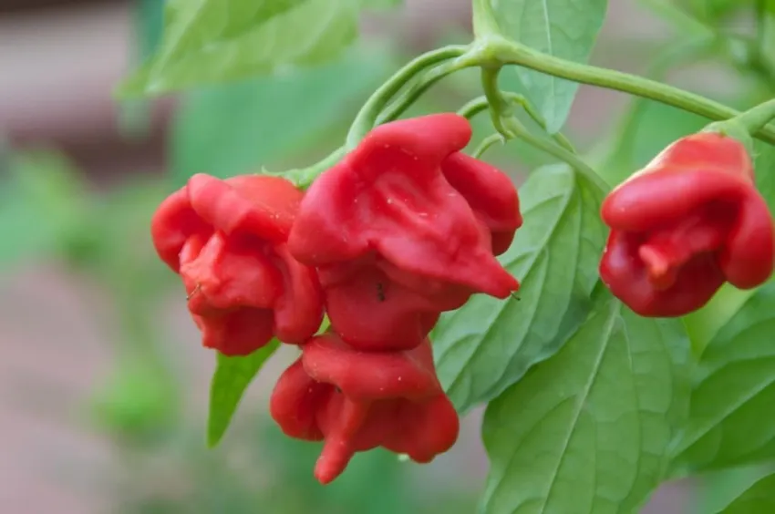 Hylatio Tourist Village 3*-17