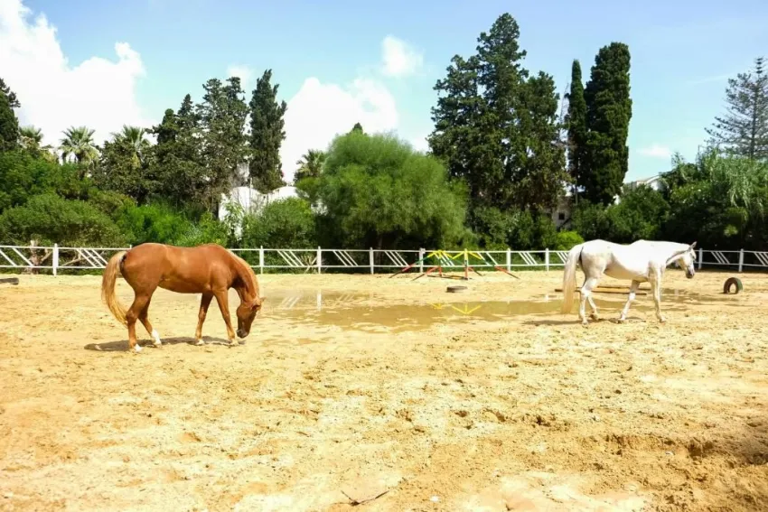 THE ORANGERS BEACH RESORT & BUNGALOWS  4*-11