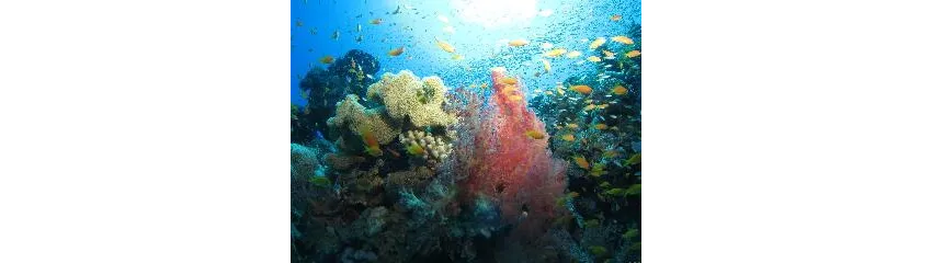 Ali Pasha 3*-5