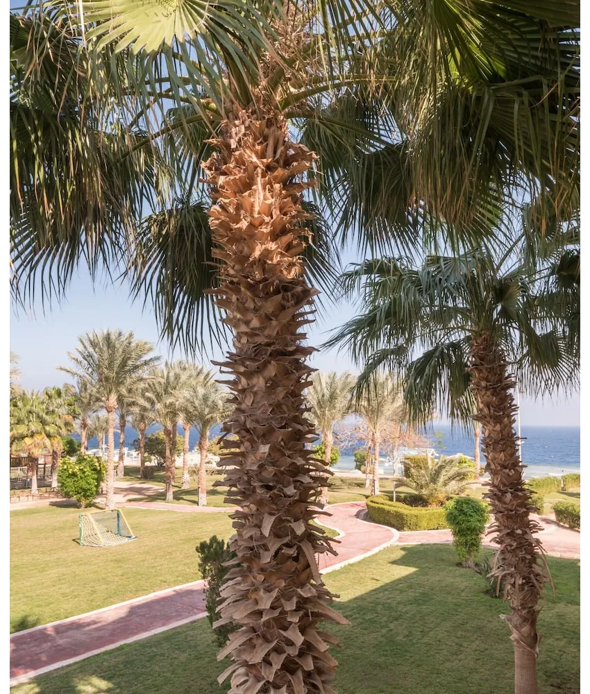 Serenity Alpha Beach (Ex Serenity Makadi Beach) 5*-51