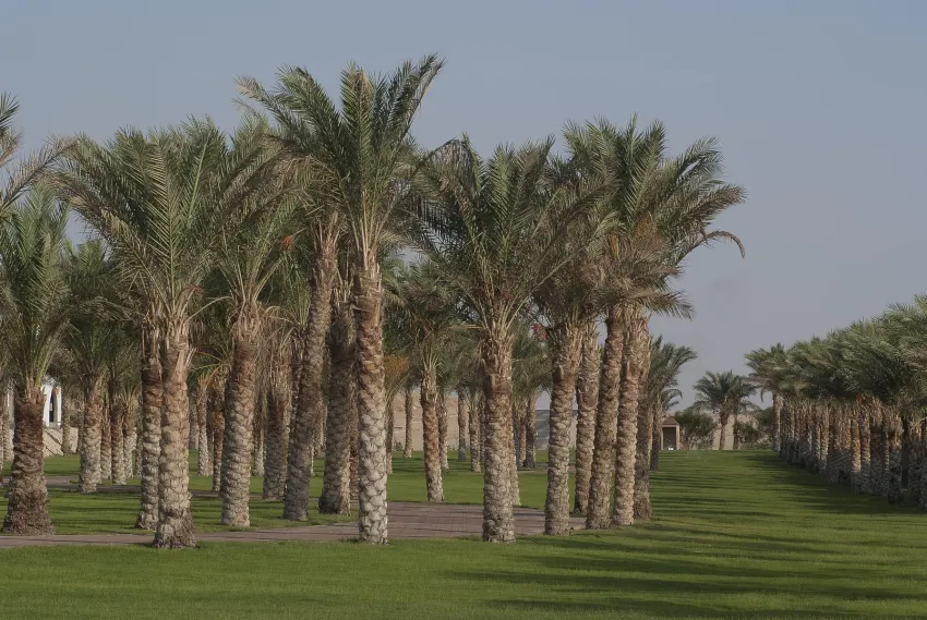 Old Palace Resort Sahl Hasheesh 5*-7