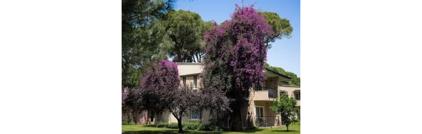 Pine Beach Belek 5*-17